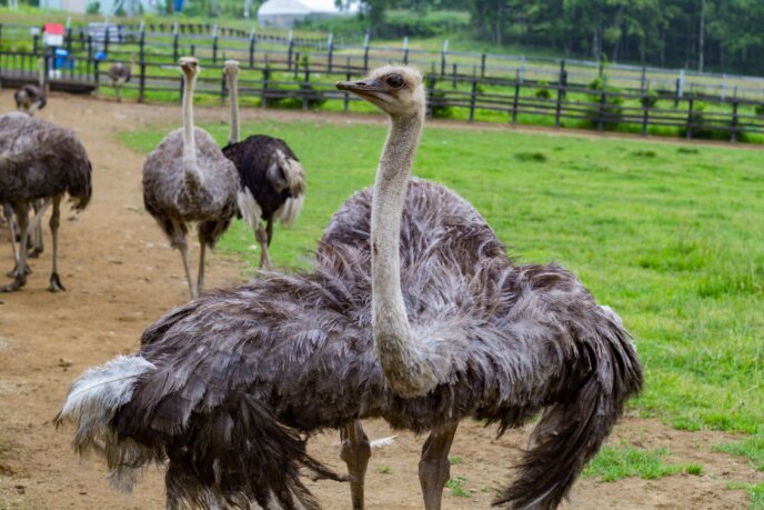 Rhythm Bike Tour At Lake Toya Summer 2017 19 Ostrich Farm Niseko Town