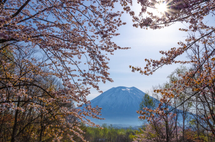 Full bloom sakura with Mt. Yotei