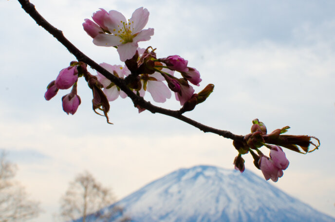 Half-bloom sakura on a branch