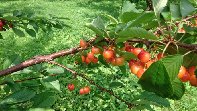 Sakuranbo Cherry Picking 8