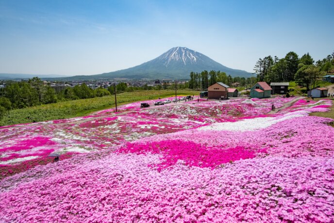 Shibazakura 2019 Lr 7033