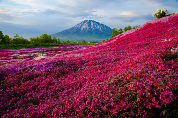 Mr Mishima's Famous Shibazakura Garden in Full Bloom | Experience Niseko