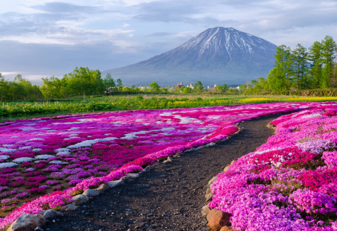 Mr Mishima's Famous Shibazakura Garden in Full Bloom | Experience Niseko