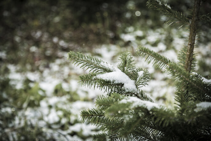 Snow on pine tree in Niseko