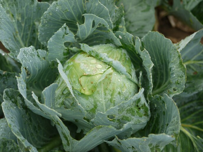 Winter Cabbage Niseko Pixabay Spring Vegetables Food