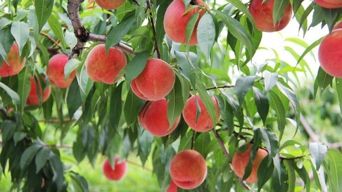 Yamamoto Fruit Orchard