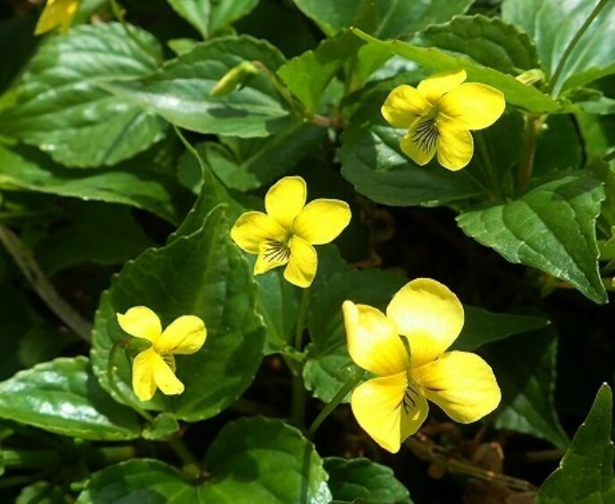 Yellow Violets Oobakisumire