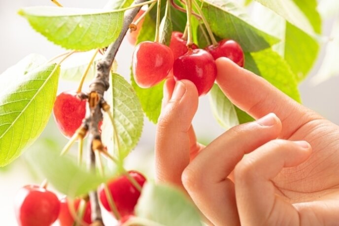 Cherry picking