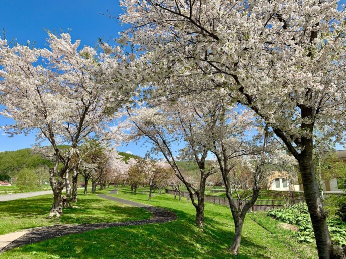 Cherry Blossomes in Rankoshi 2021