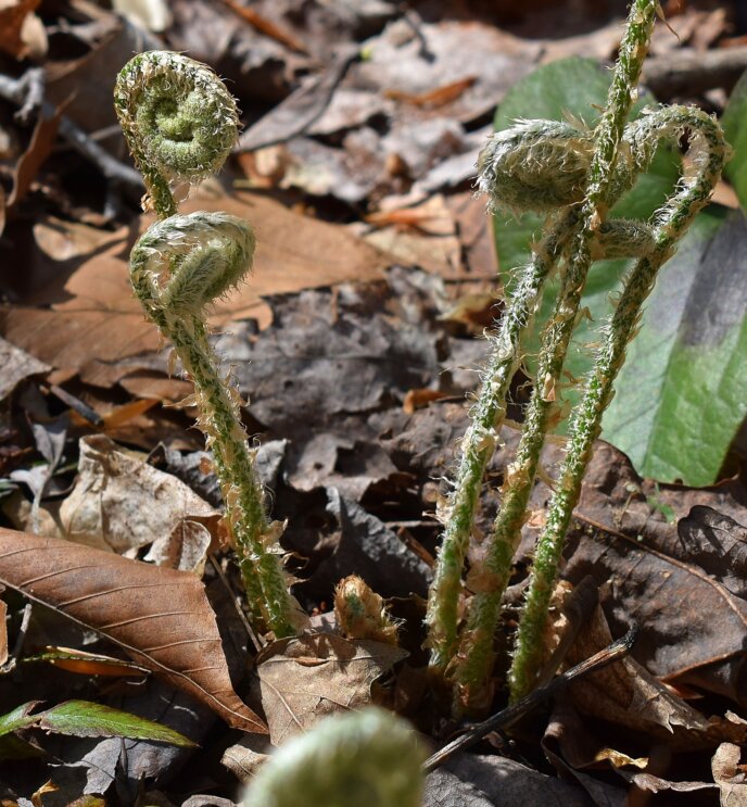 Ferns Unfurling Bracken Fiddleheads Spring Food Mountain Vegetables