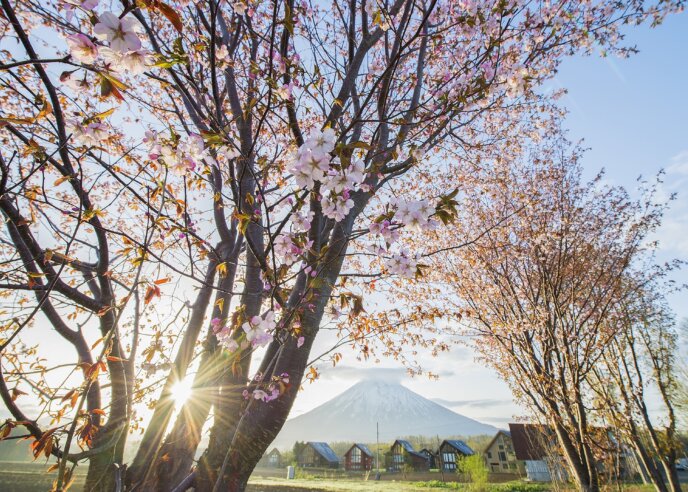 Hirafu 2 Spring Cherry Blossoms Sakura Mt Yotei