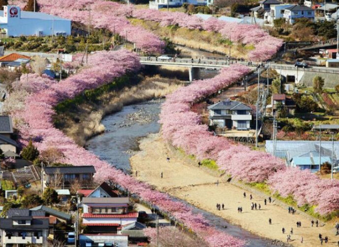 Kawazu Zakura 1 Sakura Cherry Blossom