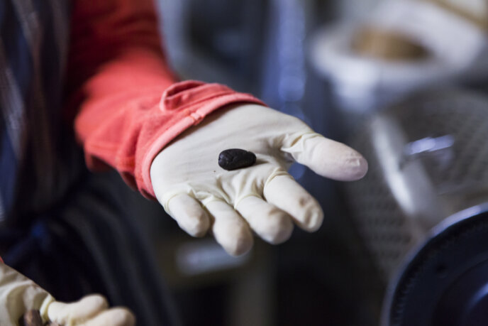 Nicao Cacao Bean On The Hand