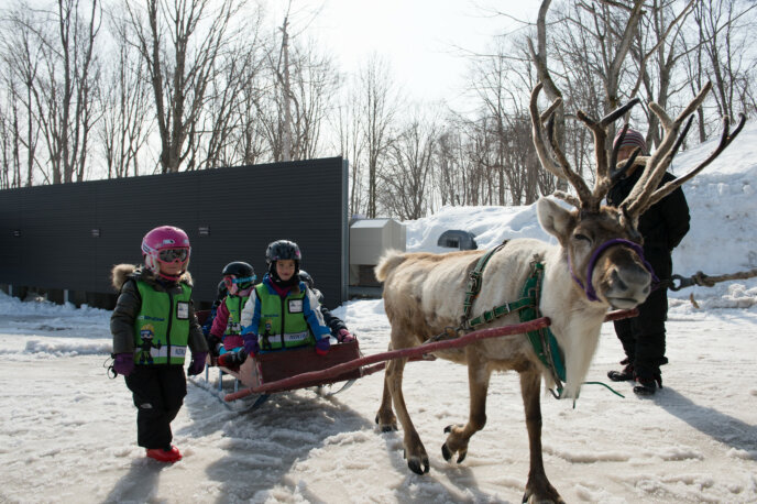 Reindeer rides, Ki Niseko