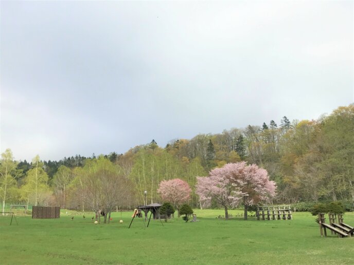 Sakura At Niseko Shinrin Park At Bbq Site