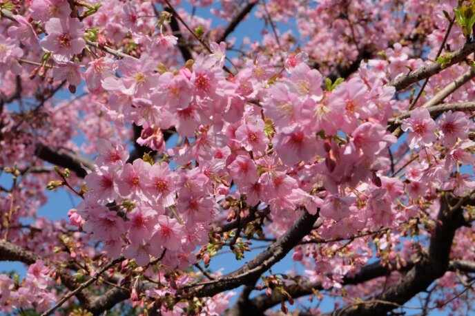 Sakura Cherry Blossom Pixabay 1228107