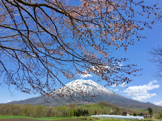 Sakura Cherry Blossoms In Niseko Area 1