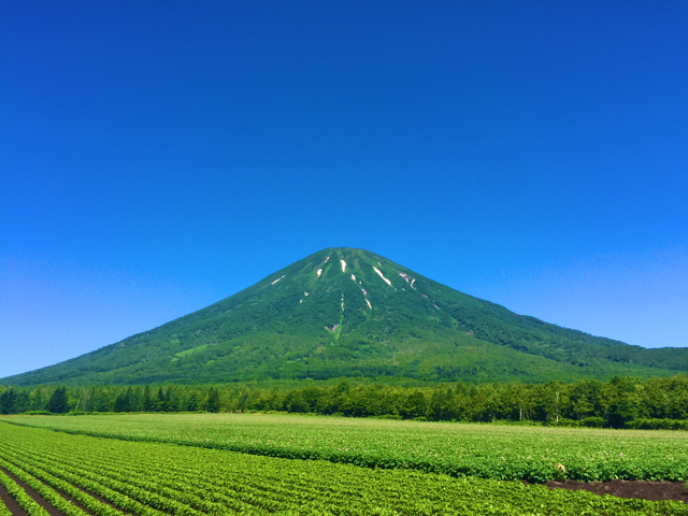 Summer in Niseko, endless green