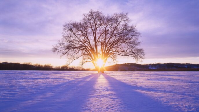 Sunsets Japan Daybreak Hokkaido Tree Sun Winter Wallpaper Sunset Sunrise