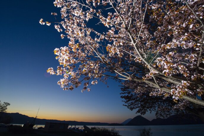 Toya Lake 4 Sunrise Sakura Cherry Blossoms Spring