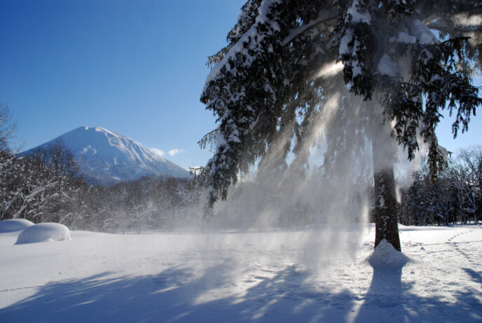 Winter Powder Youtei Tree Snow Falling