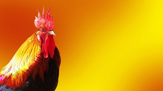 Year Of The Rooster 2017 Stock Image Pixabay