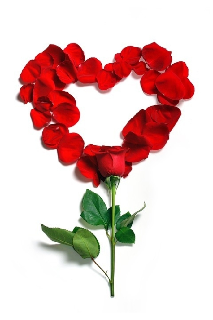 Rose 1215314 960 720