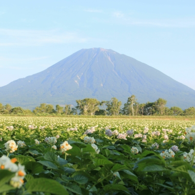 Potato flowers and Mt. Yotei