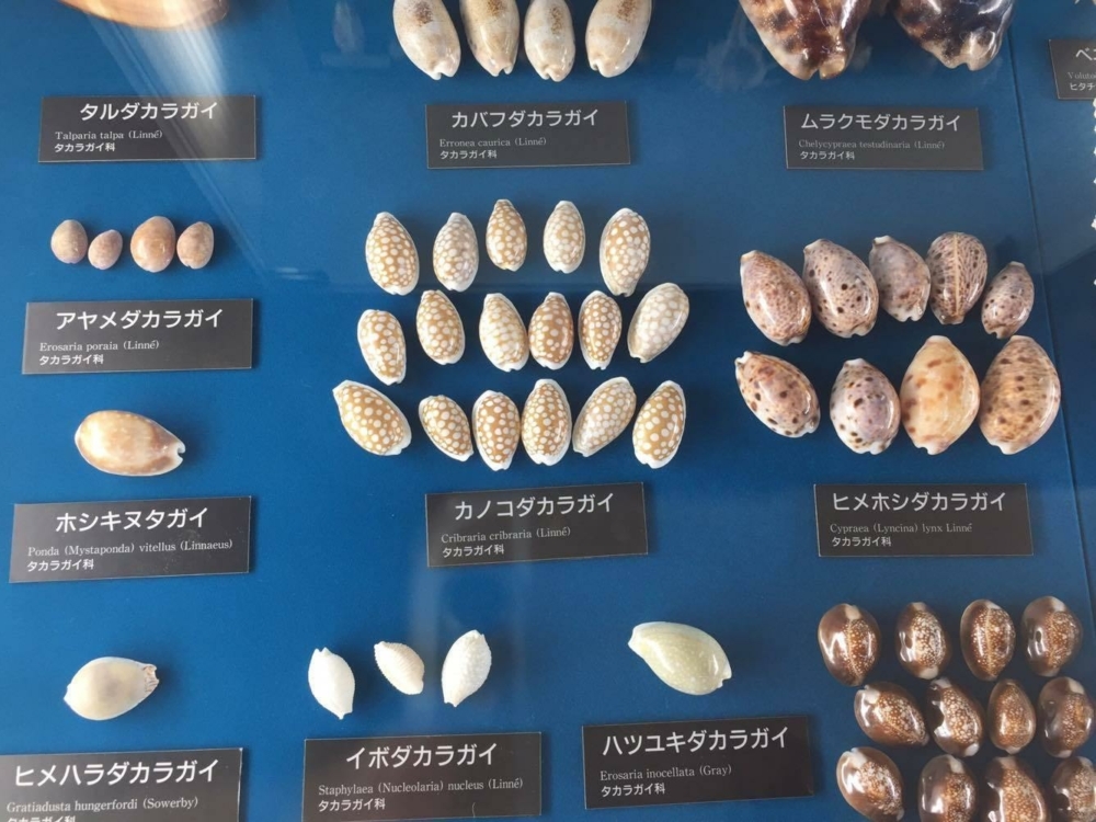 あんな貝 こんな貝 ユニークな貝の博物館 エクスペリエンスニセコ