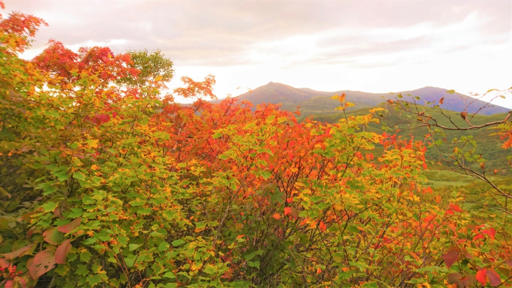 Autumn colours at Shirakabayama, Niseko.