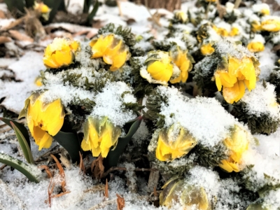 2017 March 28 Spring Flowers Hit By Late Snowfall Cropped