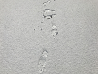 Snow In April Fresh Footprints