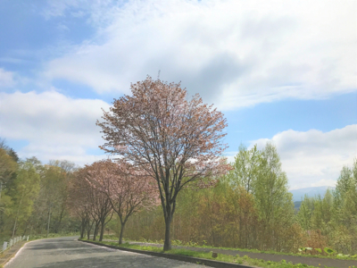 Sakura At Niseko Shinrin Park Pathway