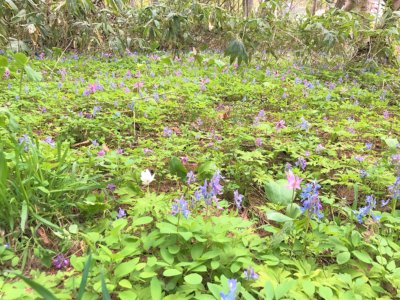 Some Katakuri Flower Were Seen At Kutchan Footpath