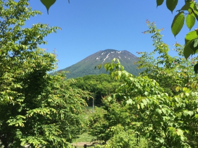 Niseko Senbon Zakura In Arishima Area 1