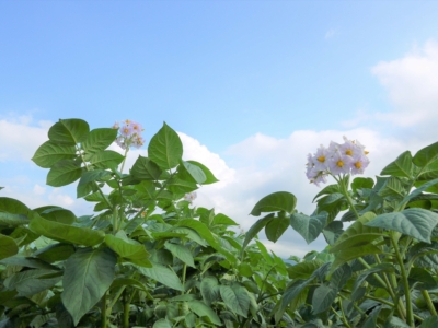 Hongo Farm In Kutchan 3