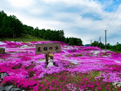 2017 Hdr Shibazakura Mishima Sans Garden Kutchan Town 4