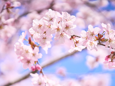 桜の花びら