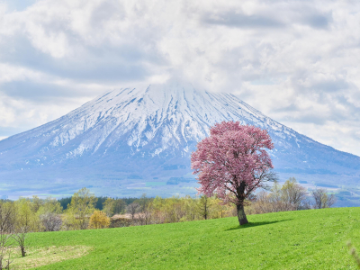 望羊の一本桜（京極町）
