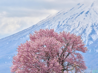 20250512 Experience Niseko Sakura 望羊の一本桜 DSC00668 Lores 41