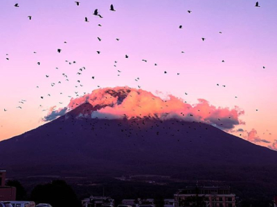 Autumn Crows