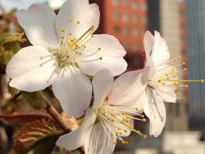 Hokkaido Cherry Blossoms