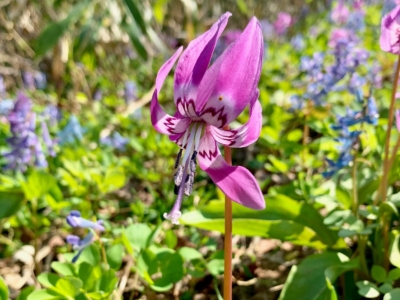 Katakuri Flower