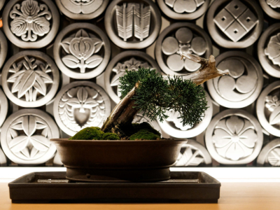 Kumo Restaurant Bonsai