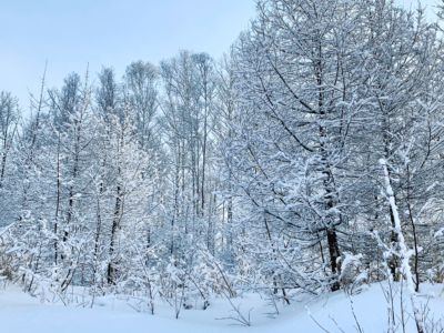Snow In Niseko 2019 20