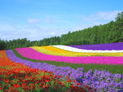 Farm Tomita