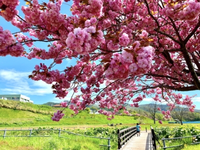 6 Sakura Cherry Blossoms in Niseko area