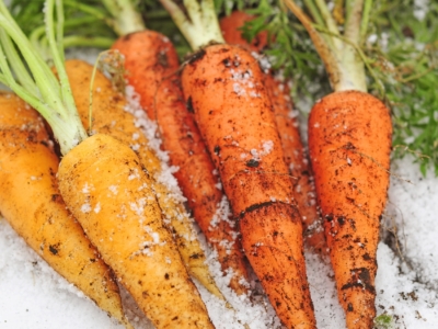 Carrots Under The Snow