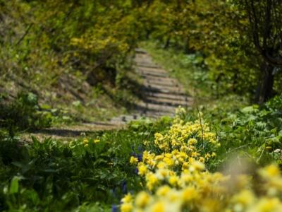 Daffodils Blooming Along The Pathway In June