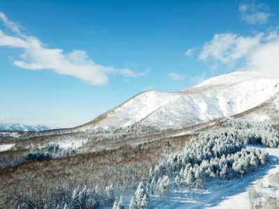 Blue Skies and winter trees